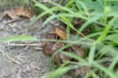 Snake bite in Surajpur