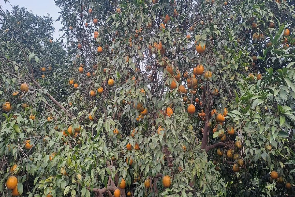 A Kinnow orchard laden with fruit in a farmer's field in Sri Ganganagar district
