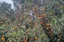 A Kinnow orchard laden with fruit in a farmer's field in Sri Ganganagar district