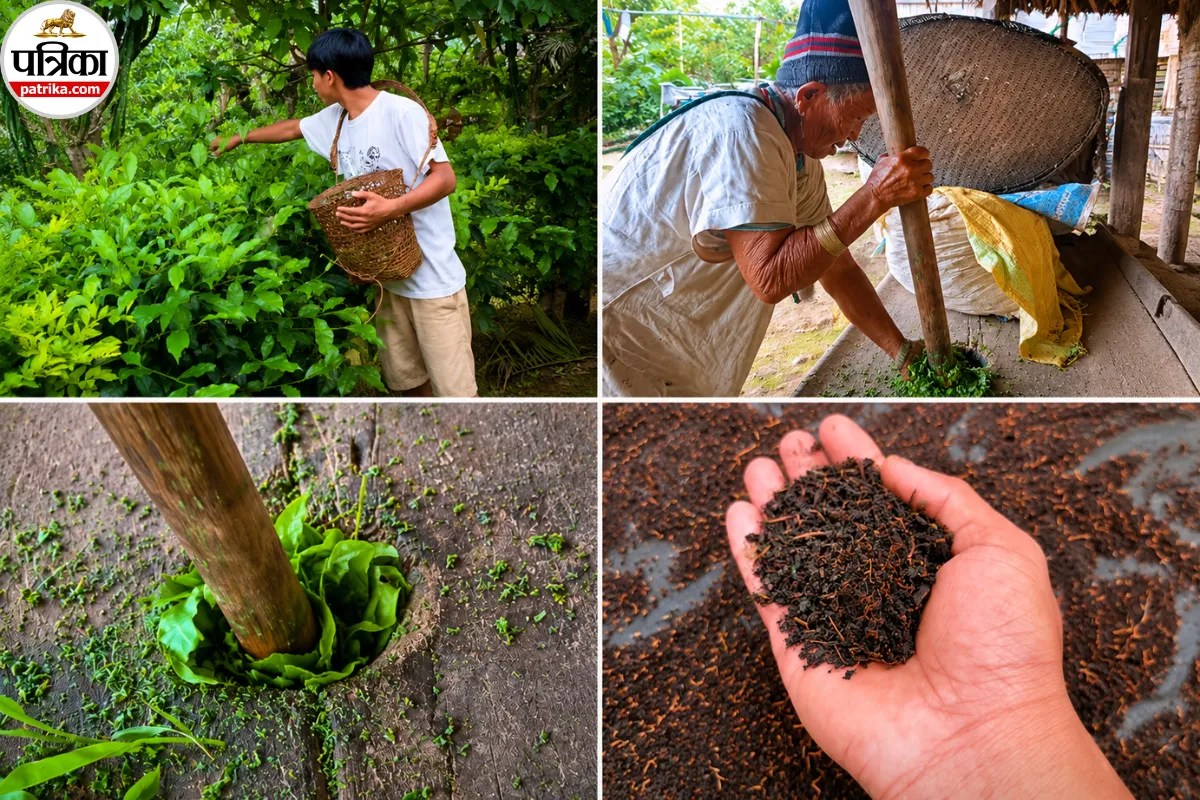 Homemade Tea Leaves, Arunachal Pradesh Tea Making