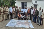Tiger skin and pangolin scales smuggling