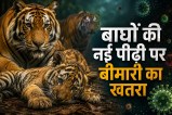 CDV Virus in Tigers Tiger Genetic Diversity Tiger Conservation India