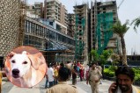 Ghaziabad News, UP Crime, Raj Nagar Extension, Jahangirpuri Police Station, Minor Girl Murder, Stray Dog, UP News in Hindi, गाजियाबाद न्यूज, यूपी क्राइम, राजनगर एक्सटेंशन,UP Police