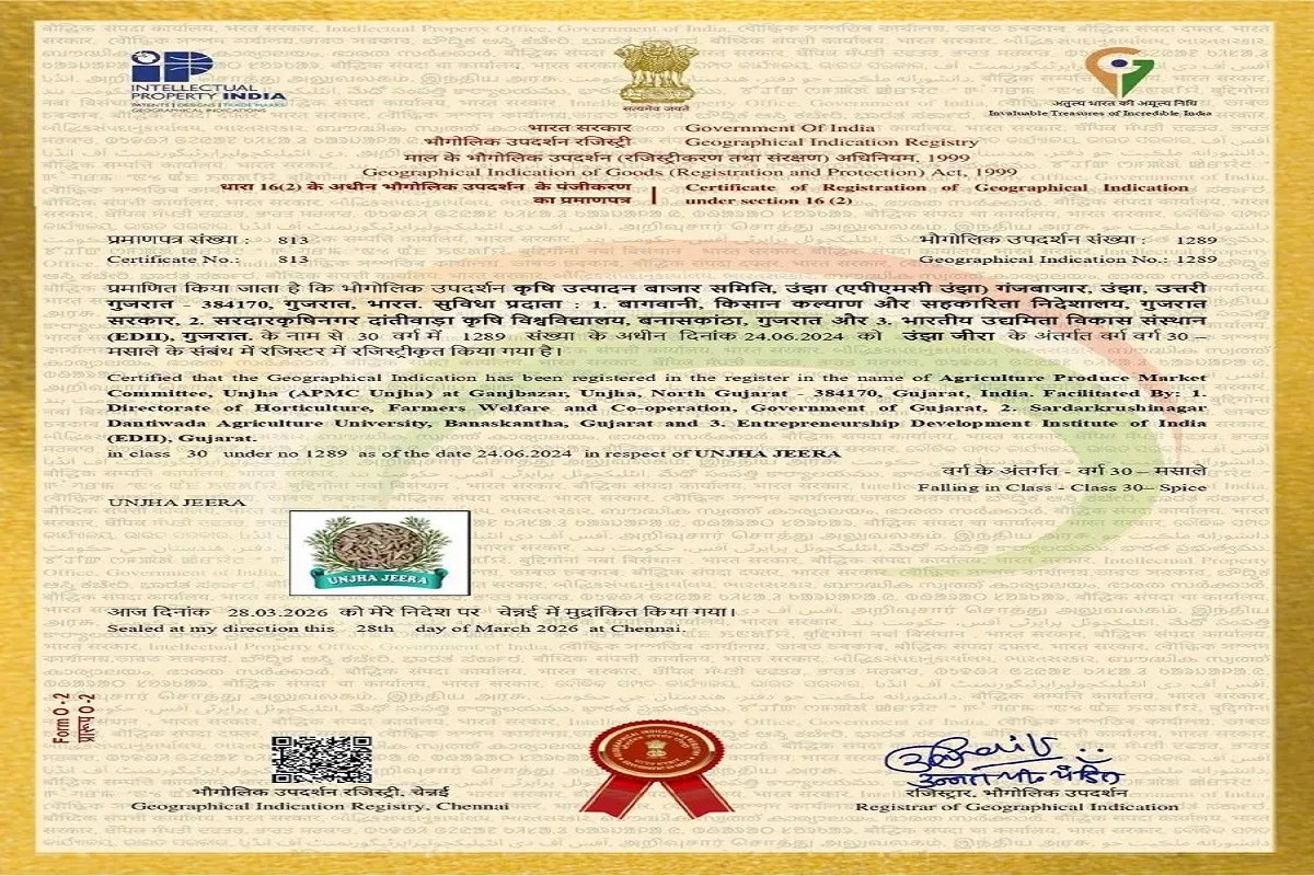 Unjha jeera