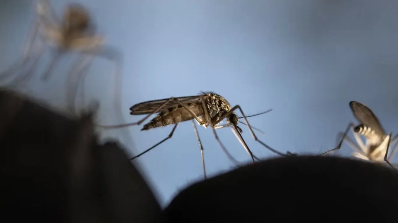 jharkhand malaria five deaths