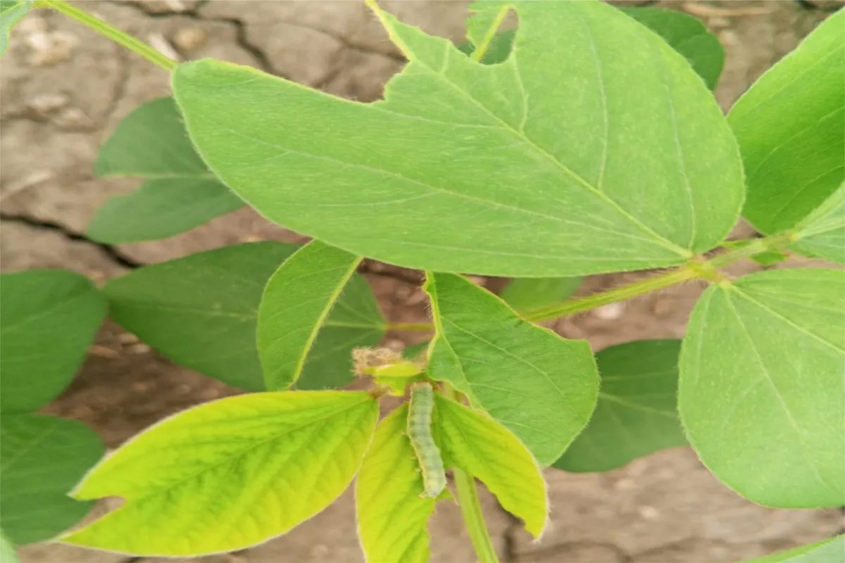 Errant monsoon raises farmers' concerns; soybean crops hit by caterpillar infestation; cracks appearing in parched fields