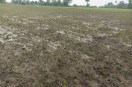 Kharif crops were ruined by rain; despite the survey confirming the losses, farmers did not receive the insurance payout.