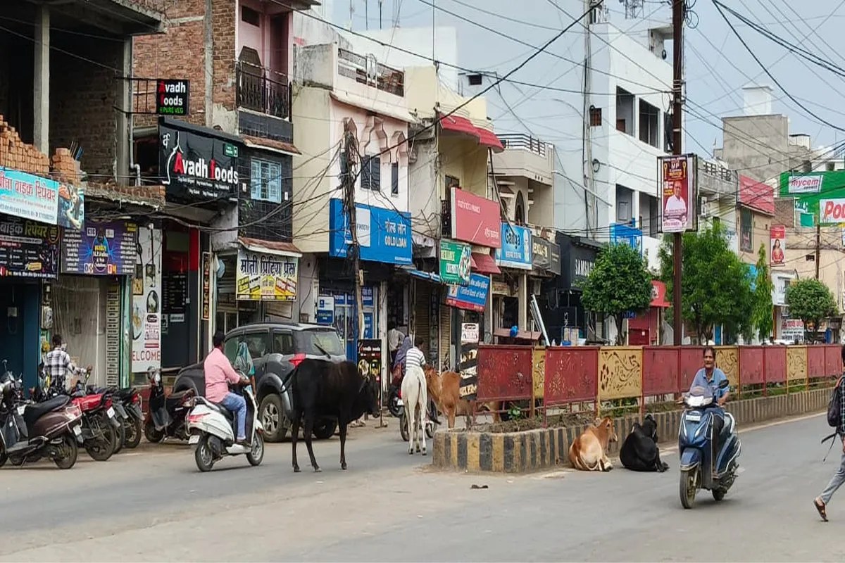 Cattle crowding the streets; municipal action stalled; high risk of accidents.