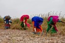 WomenFarmers