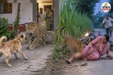 bijnor leopard attacks dog saves family woman injured
