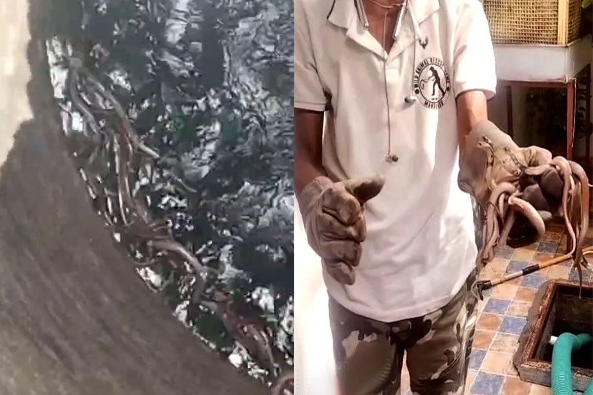 20 Cobra Rescue