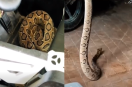 venomous Russell viper snake
