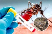 Dengue Cases Bhopal