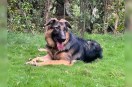 German Shepherd fights leopard