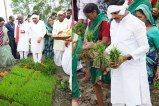 cm mohan yadav plants paddy with farmers announces rs 498 crore projects
