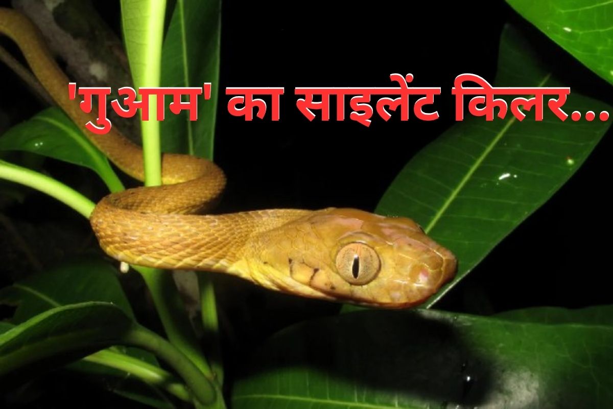 Brown snake occupied Guam Island