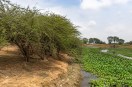 greenery