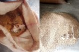 Skeletal Found In Wheat Sack