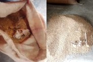 Skeletal Found In Wheat Sack