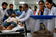 Mandsaur Snake Bit