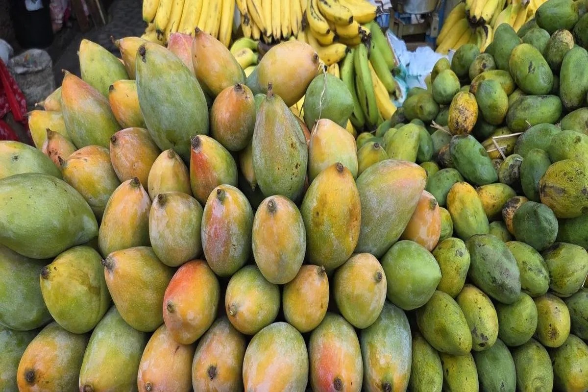 mango in udaipur