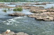 Search operation for Arpit Hada in the Narmada River resumes in Maheshwar