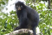 New species of monkey found in DR Congo