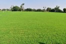 नागौरी पान मैथी
