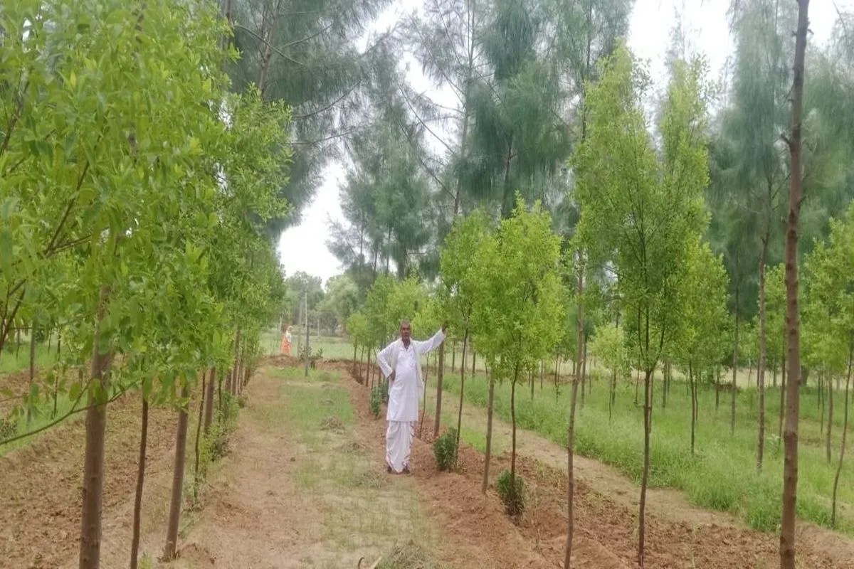 Alwar Chandan Farming