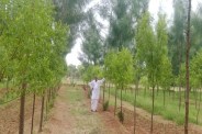 Alwar Chandan Farming