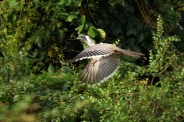 After six decades, the chirping of Indian Grey Hornbills echoes once again in the Gir forest