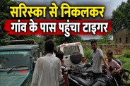 tiger movement narayanpur