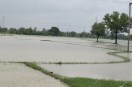 Paddy crop destroyed on 1,000 *bighas* of land in the Ras village area of ​​Anand district