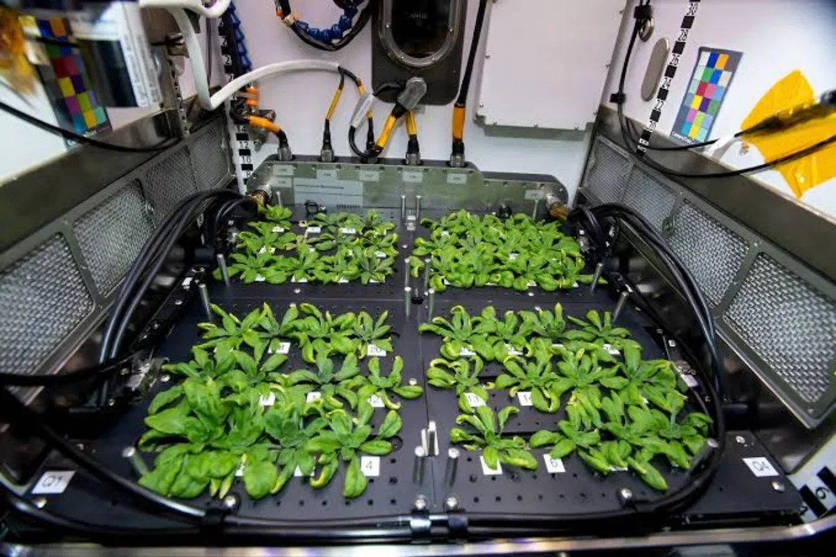 Plants in space
