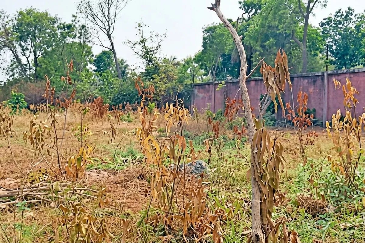 plant