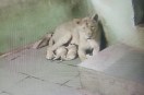 Three More Asiatic Lion Cubs Born at Rajkot’s Pradyuman Park Zoo
