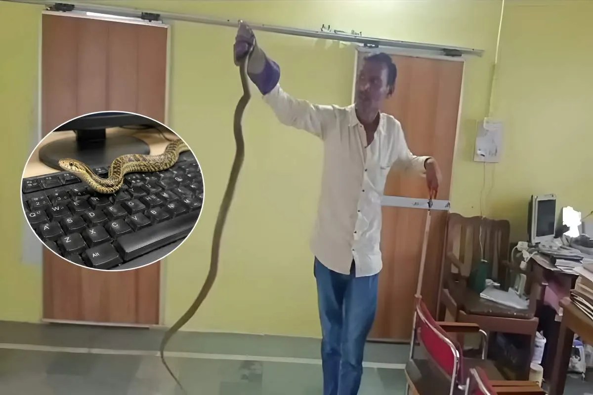 sagar snake news