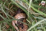sambhal python kills peacock forest rescue