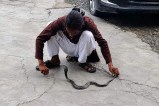 shajapur