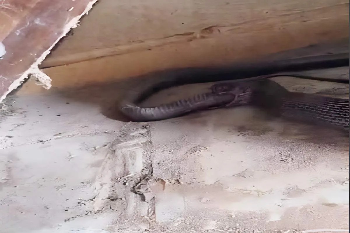 shivpuri snake