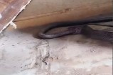 shivpuri snake