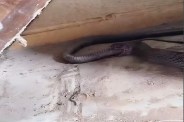 shivpuri snake