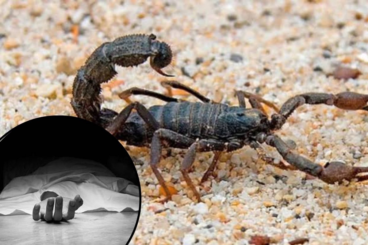 Scorpion Sting Death