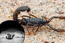 Scorpion Sting Death