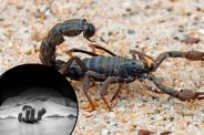 Scorpion Sting Death