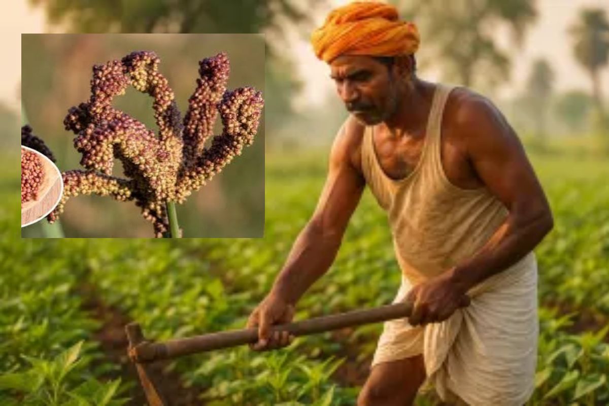 Ragi Crop Scheme:
