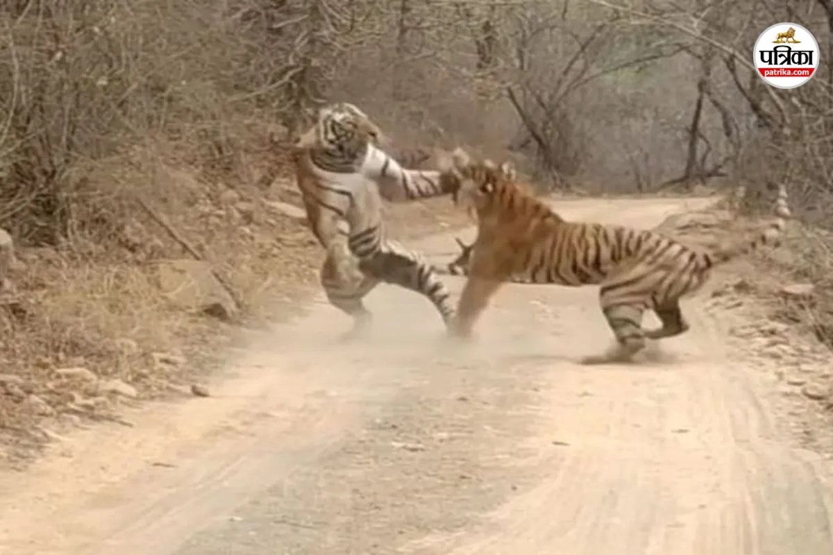 tiger fight