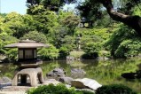 Trees in Japan