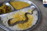 सांप और भोजन का सांकेतिक दृश्य