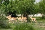 Banni grassland 20 blackbuck rewilding conservation initiative